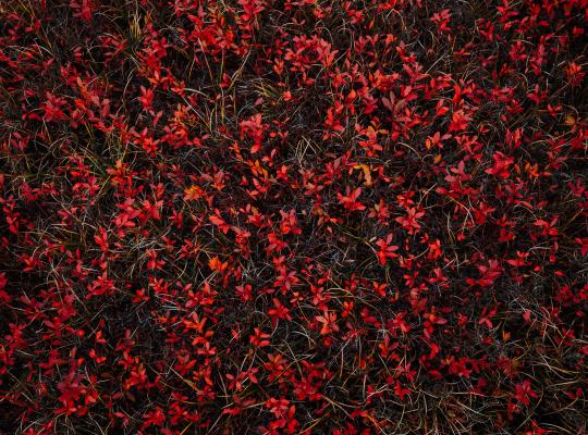 red blueberry bushes from the Blueberry Plains